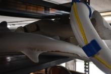 SHELF CONTENTS: SHARK, FISH, FLOAT DEVICE