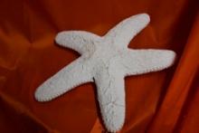 URETHANE STARFISH, WHITE, 16" X 19"