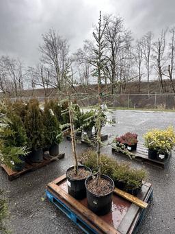 Blue Atlas Cedar Trees, Qty. 2