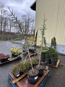 Blue Atlas Cedar Trees, Qty. 2