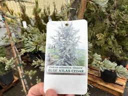 Blue Atlas Cedar Trees, Qty. 2