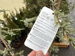 Blue Atlas Cedar Trees, Qty. 2