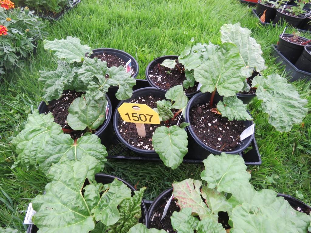 6 Pots of Rhubarb