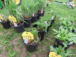 5 Lavendar Yarrow