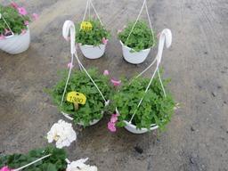 2 Petunia Hanging Baskets