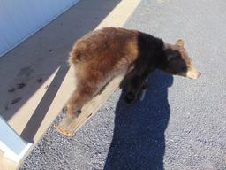 Bear
