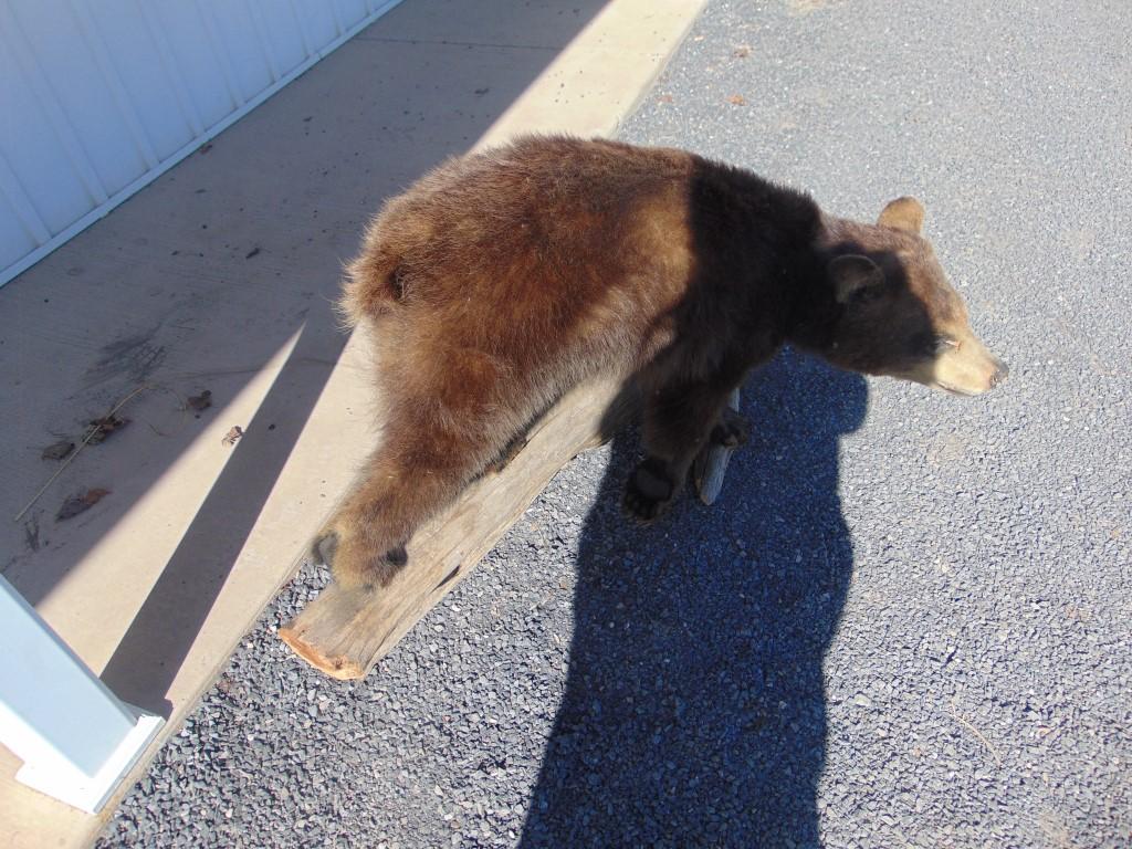 Bear
