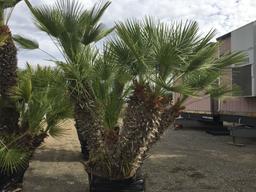 Mediterranean Palm Trees In Planter Box.