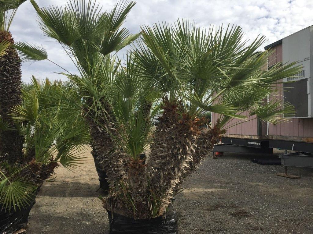 Mediterranean Palm Trees In Planter Box.