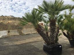 Mediterranean Palm Trees In Planter Box.