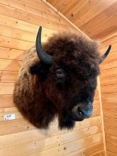 Bison Shoulder Mount Taxidermy