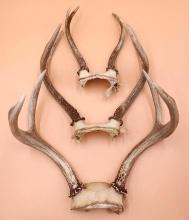 Three Sets of Deer Antlers
