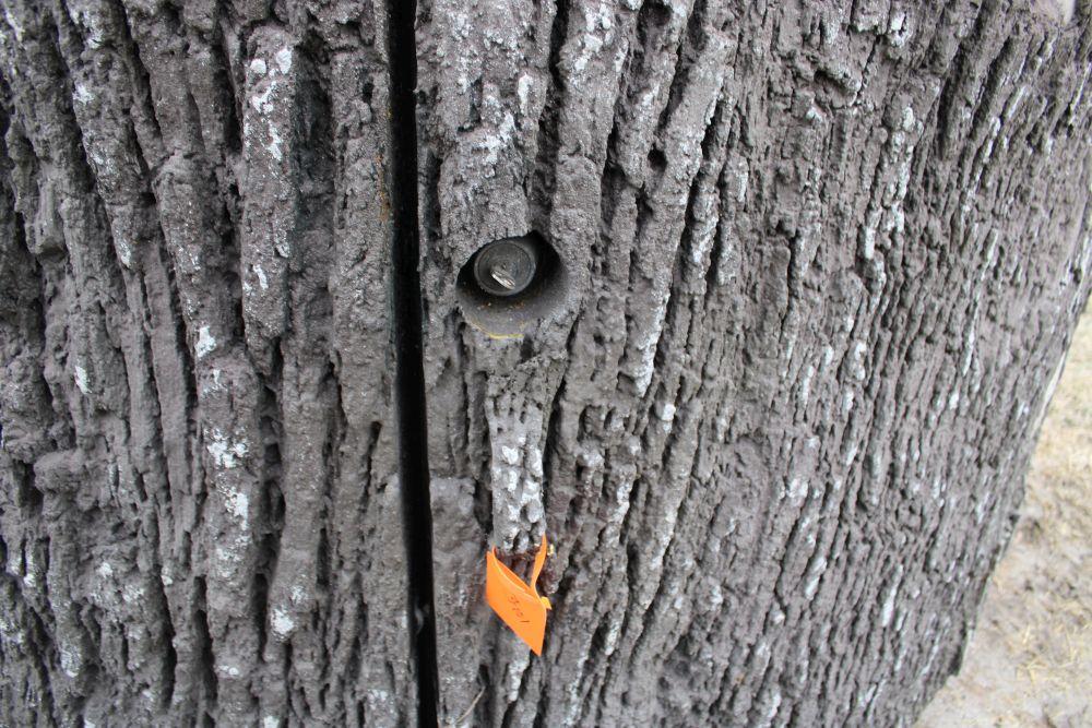 Nature Blind