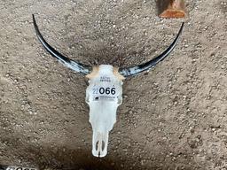 LONG HORN SKULL