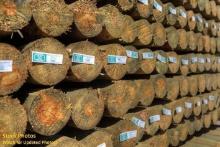 New 4''x7' Treated Fence Posts