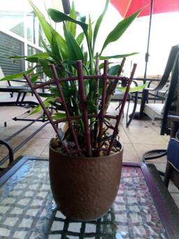 LIVE Lucky Bamboo Plant in Pot