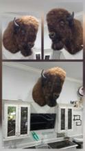 Magnificent massive American Buffalo Shoulder Mount