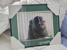 Framed and Matted Sea Lion Picture, Trained to Paint