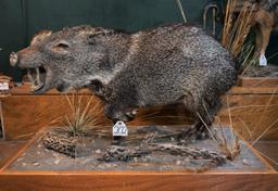 Full Body Javelina Taxidermy Mount