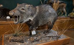 Full Body Javelina Taxidermy Mount
