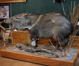 Full Body Javelina Taxidermy Mount