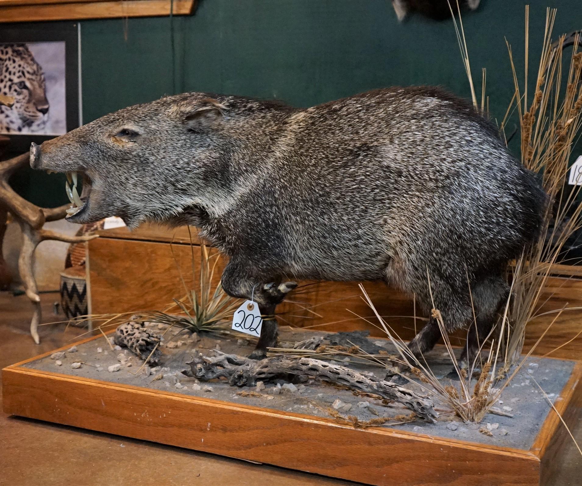 Full Body Javelina Taxidermy Mount