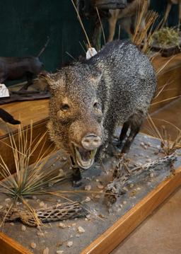 Full Body Javelina Taxidermy Mount