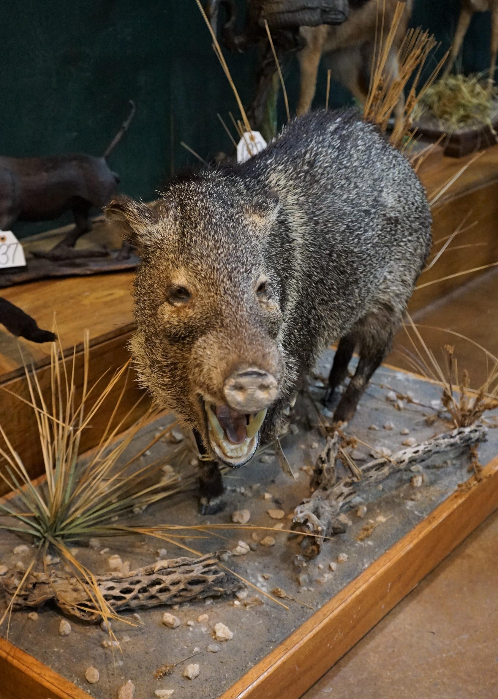 Full Body Javelina Taxidermy Mount