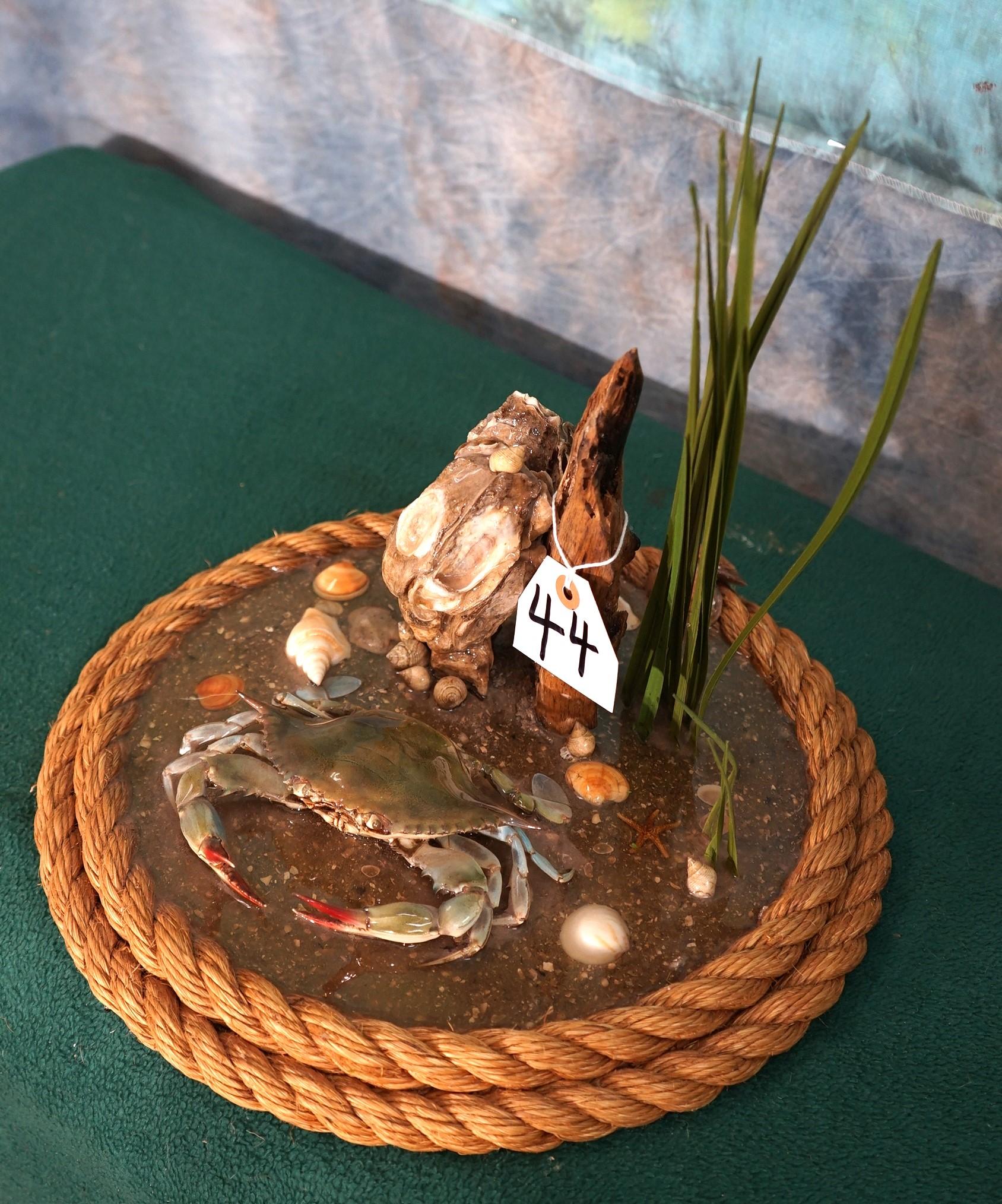 Blue Crab in Habitat Taxidermy