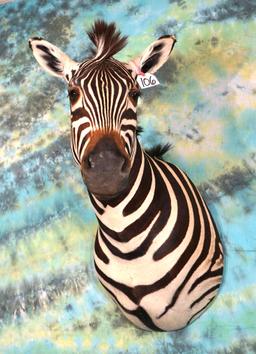 African Zebra Shoulder Taxidermy Mount