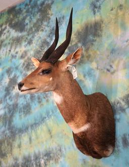 African Limpopo Bushbuck Shoulder Mount Taxidermy