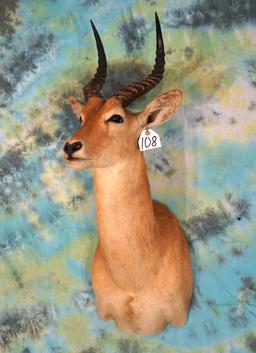 African Puku Antelope Shoulder Taxidermy Mount