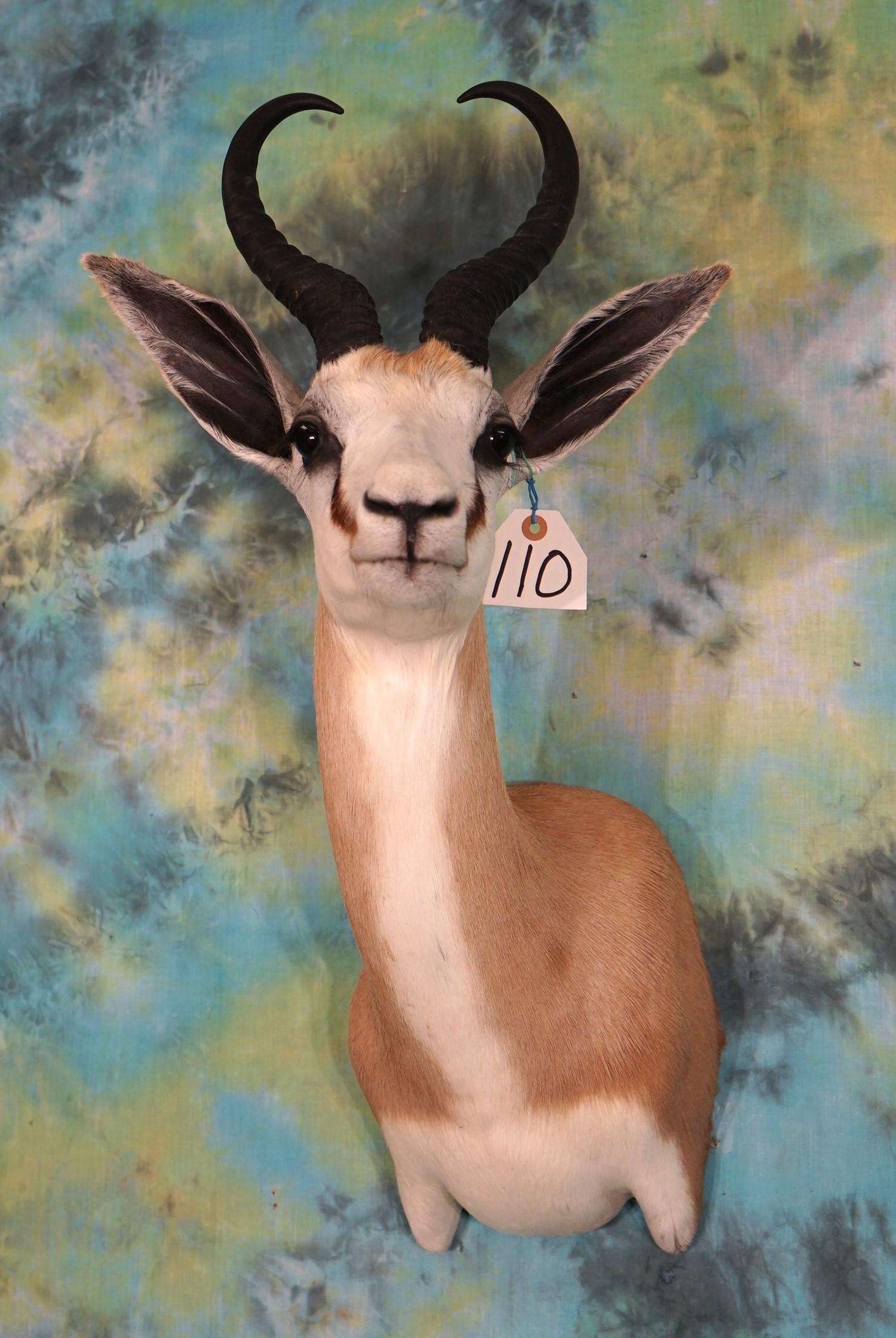 African Common Springbuck Gazelle Shoulder Taxidermy Mount