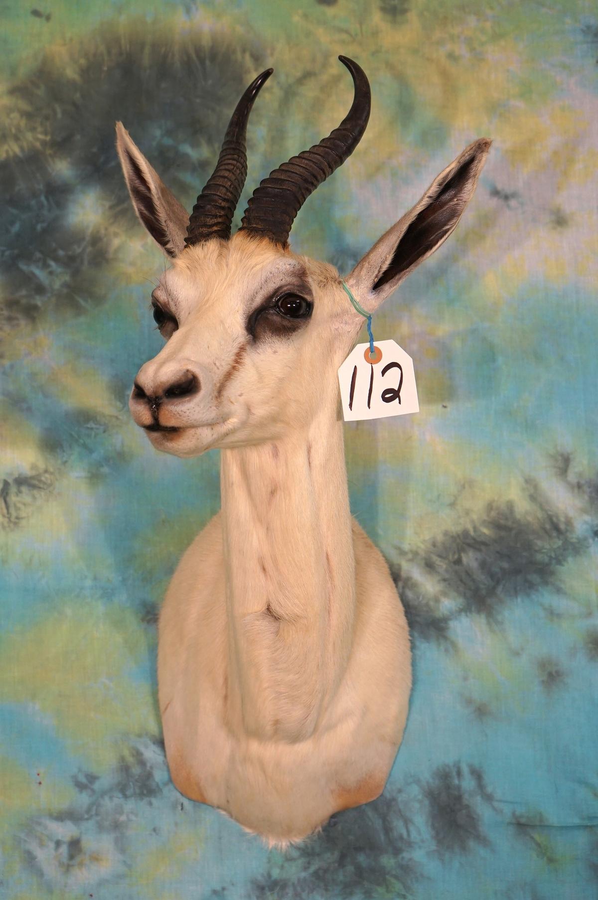 African White Springbuck Shoulder Taxidermy Mount