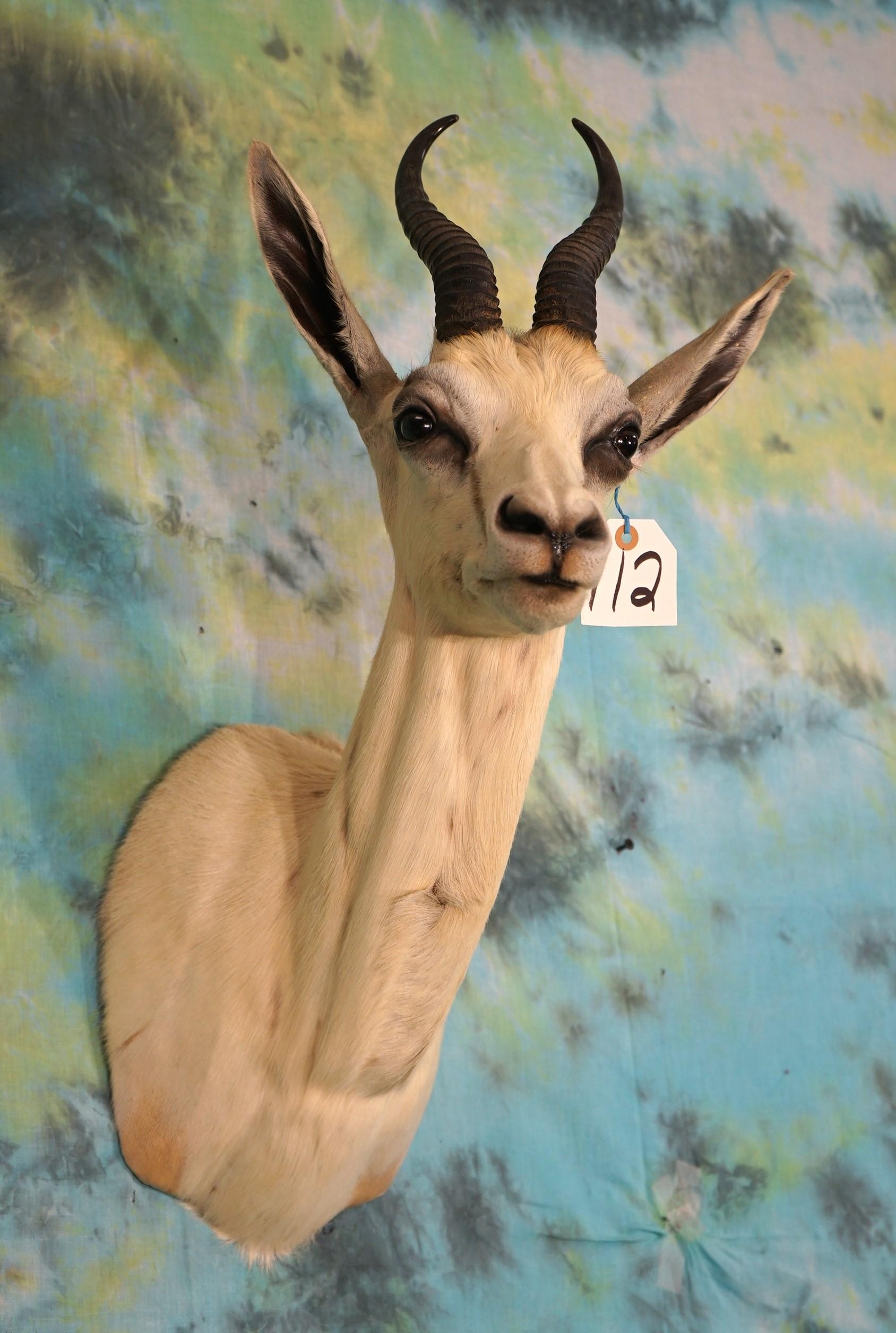 African White Springbuck Shoulder Taxidermy Mount