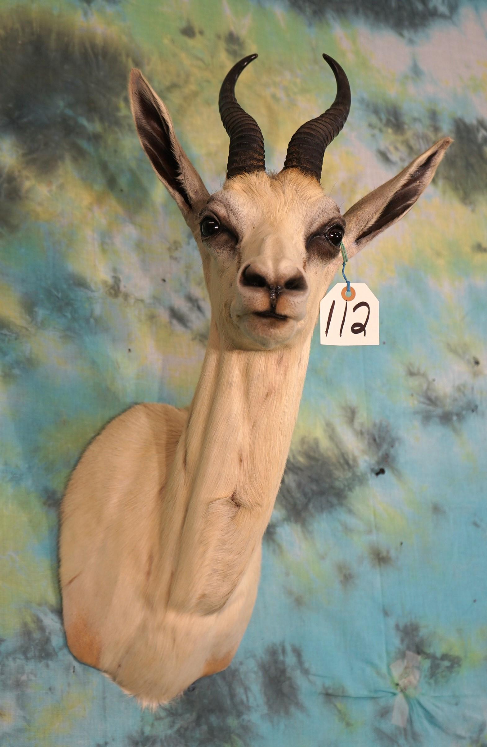 African White Springbuck Shoulder Taxidermy Mount