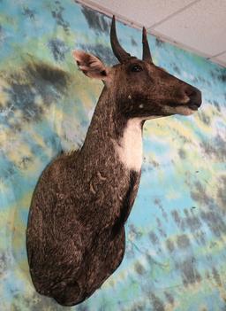 Indian Nilgai Antelope Shoulder Mount Taxidermy