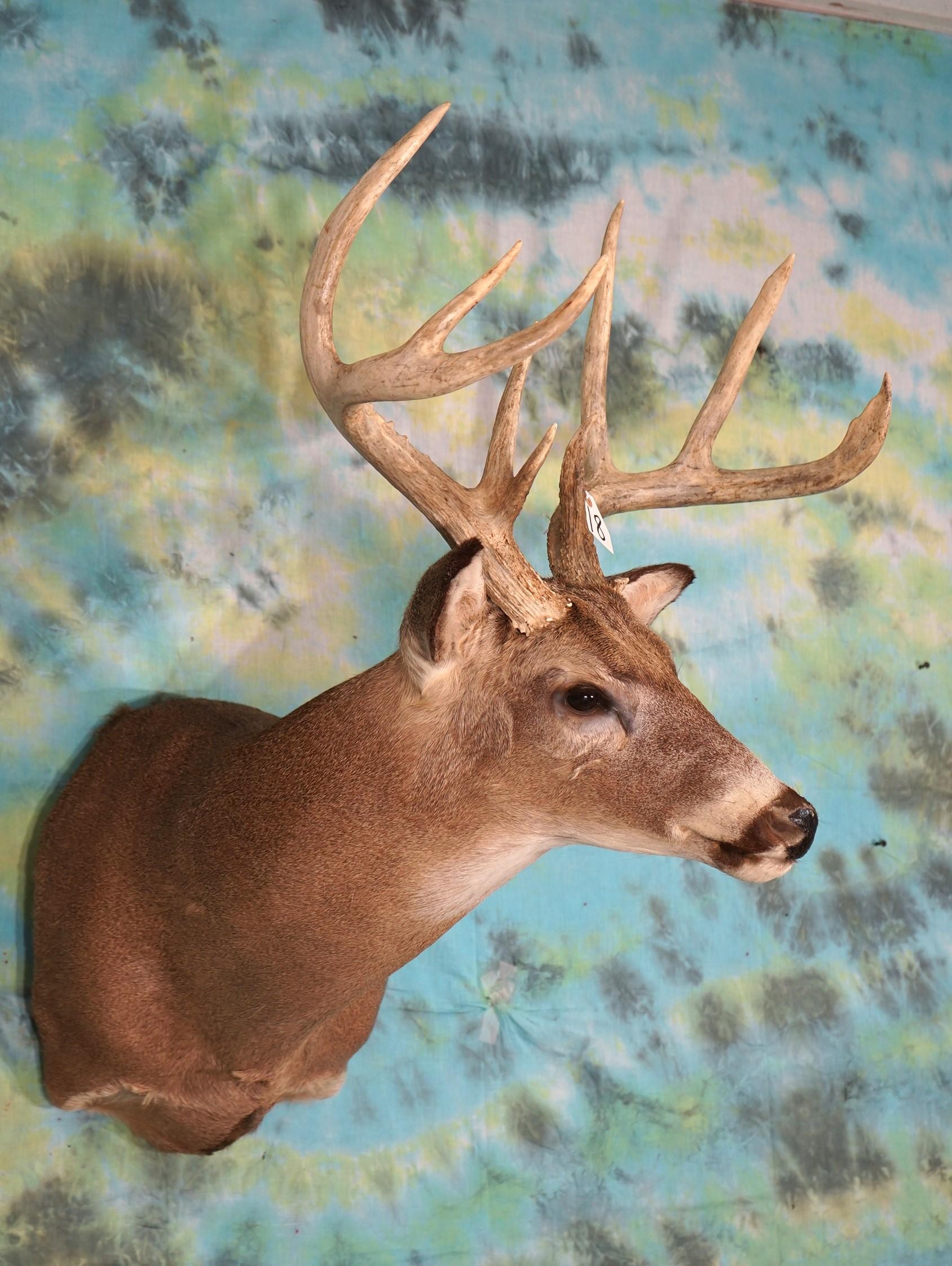 Large 9 point Northern Whitetail Deer Shoulder Taxidermy Mount