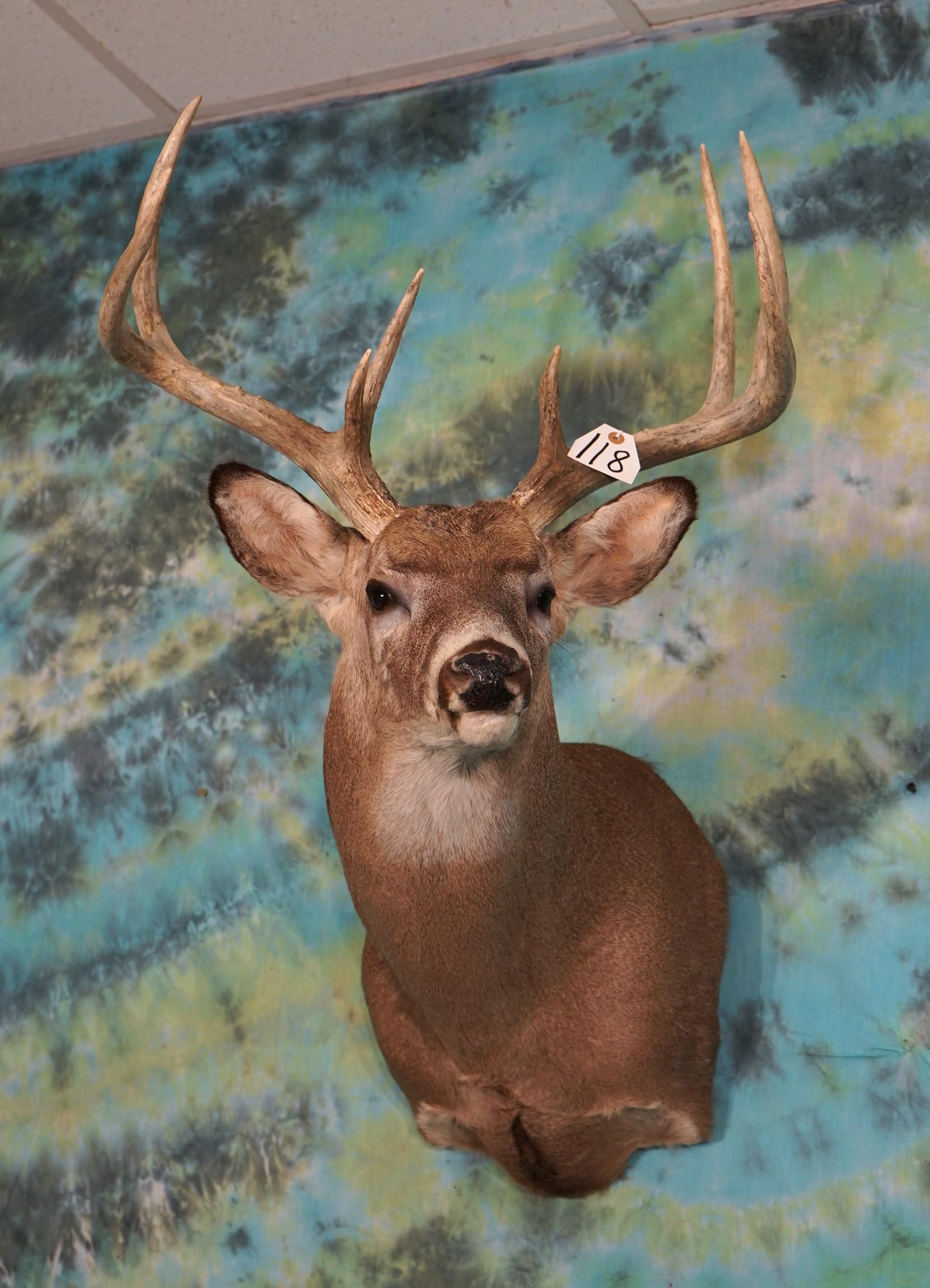 Large 9 point Northern Whitetail Deer Shoulder Taxidermy Mount
