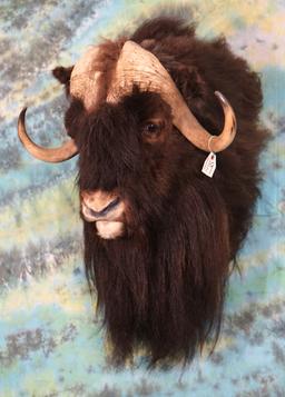 Muskox Shoulder Mount Taxidermy