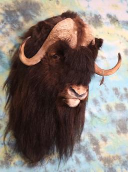 Muskox Shoulder Mount Taxidermy