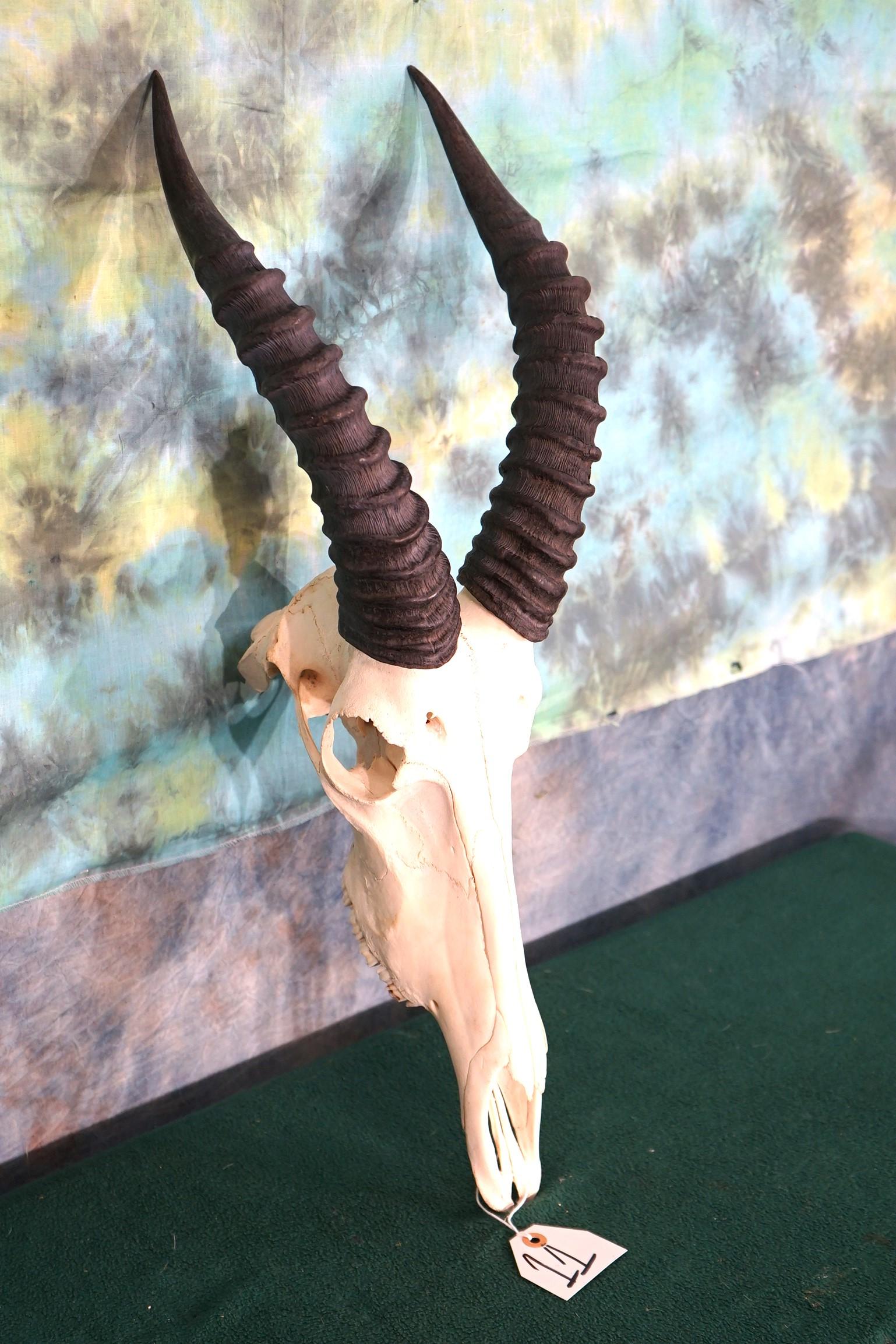 African Topi Antelope Skull Taxidermy