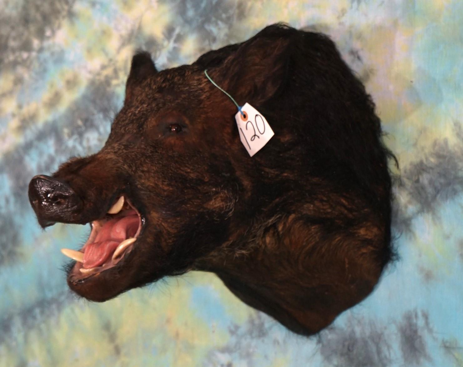 Wild Boar Feral Hog Shoulder Taxidermy Mount