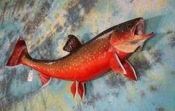 Gorgeous Arctic Char 36" Real Skin Taxidermy Fish Mount