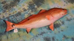 Real Skin 41 1/4" Trophy Redfish Taxidermy Fish Mount
