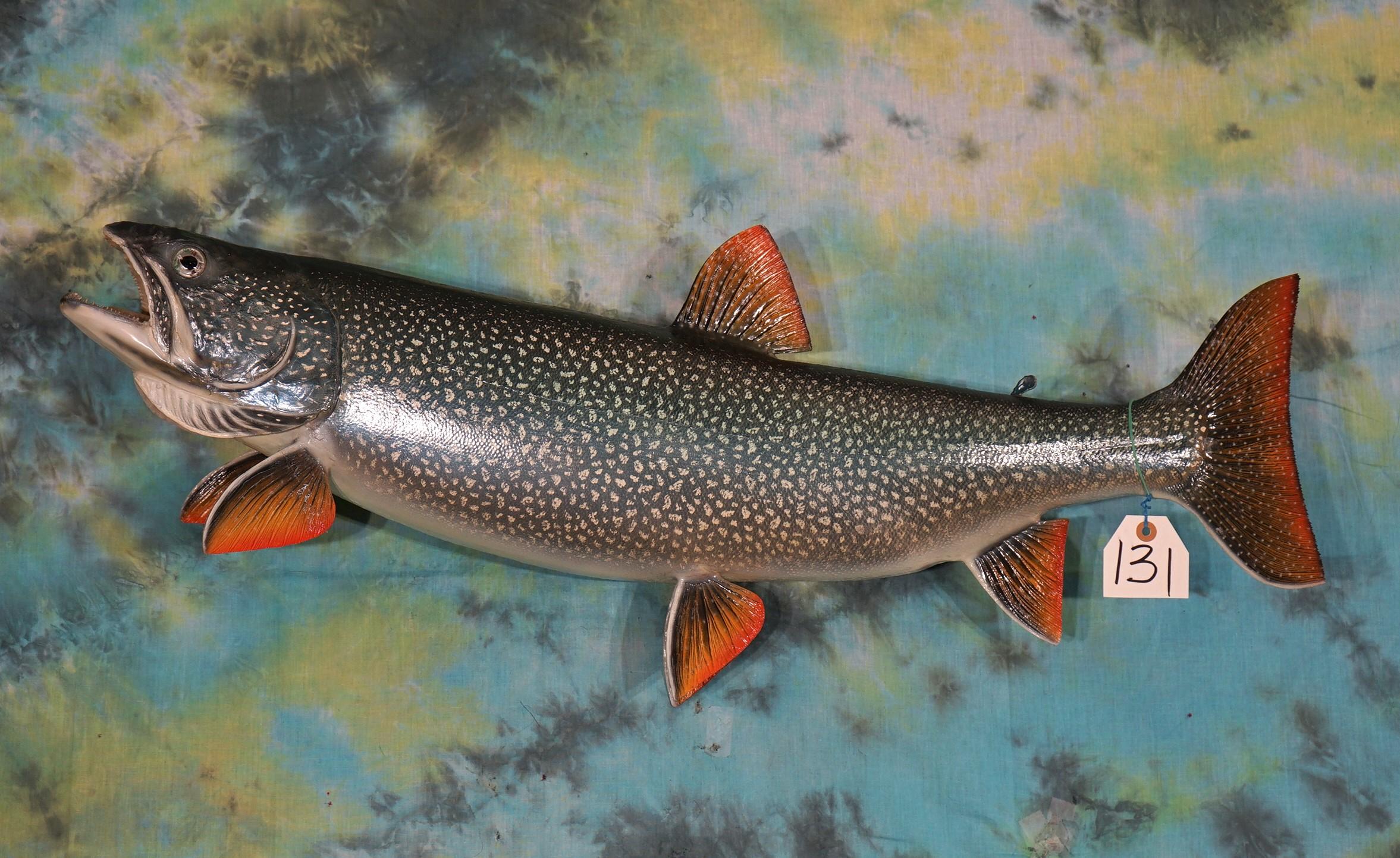 Beautiful 36" Lake Trout Real Skin Taxidermy Fish Mount