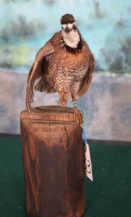 Bobwhite Quail Taxidermy Bird Mount