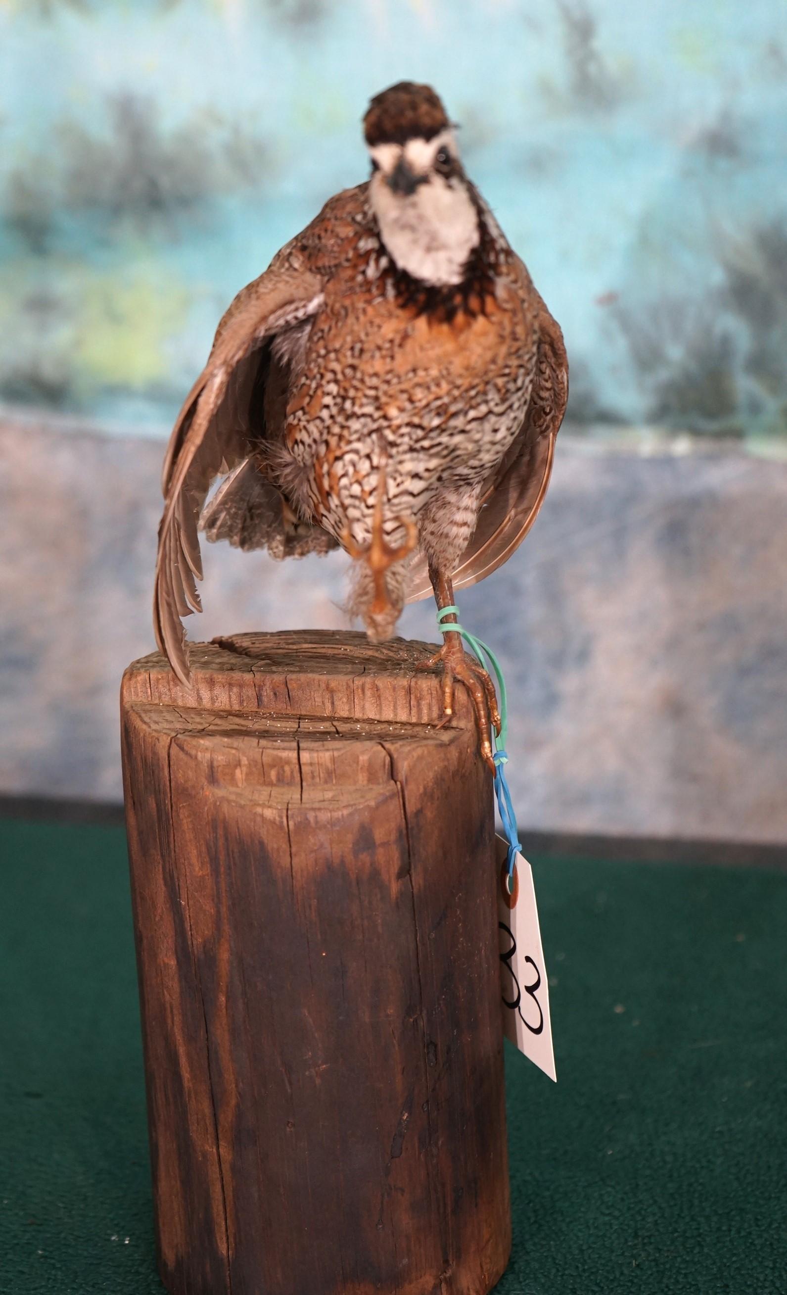 Bobwhite Quail Taxidermy Bird Mount