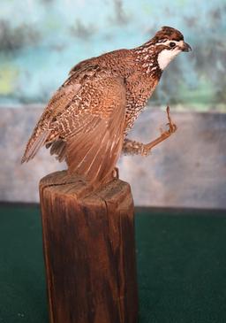 Bobwhite Quail Taxidermy Bird Mount