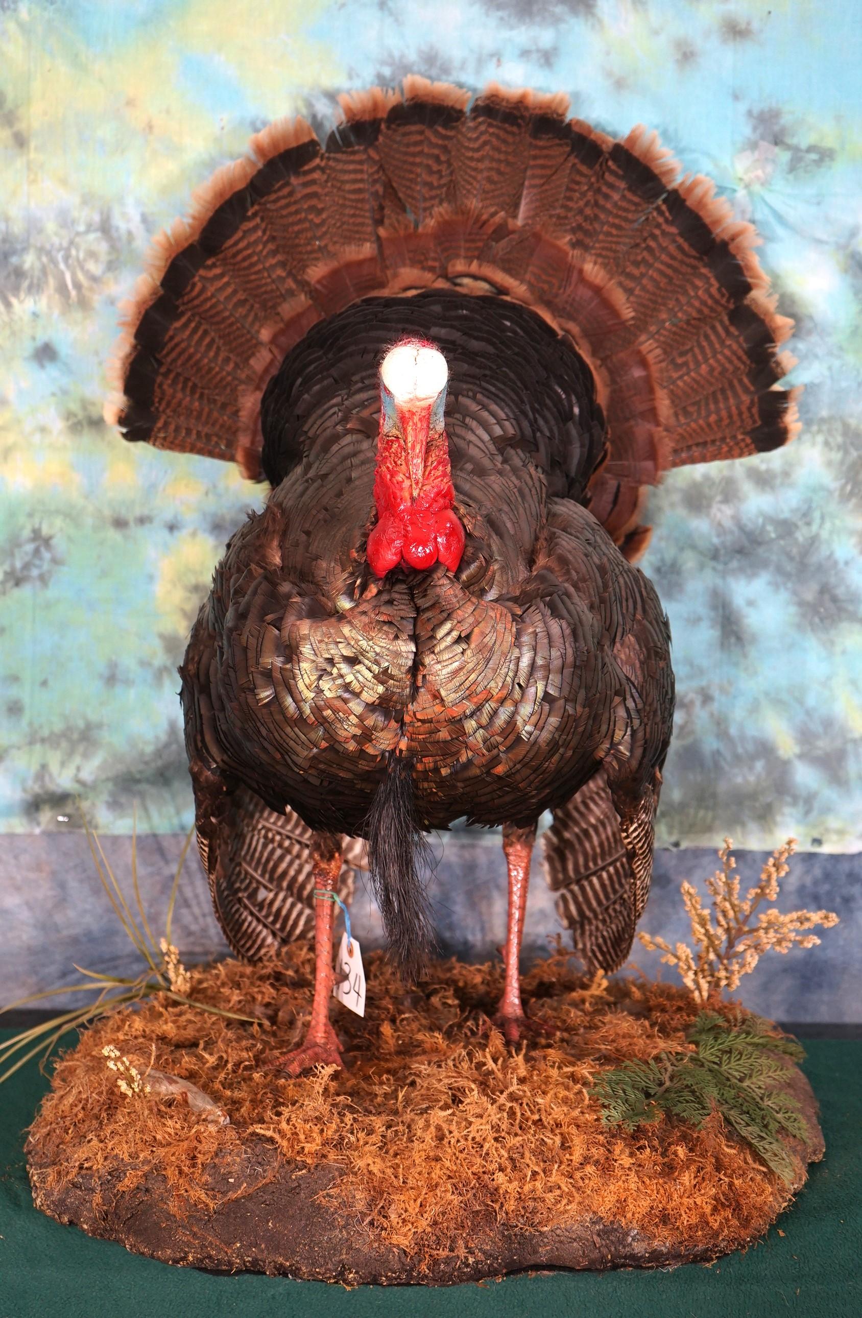 Strutting Wild Turkey Taxidermy Bird Mount